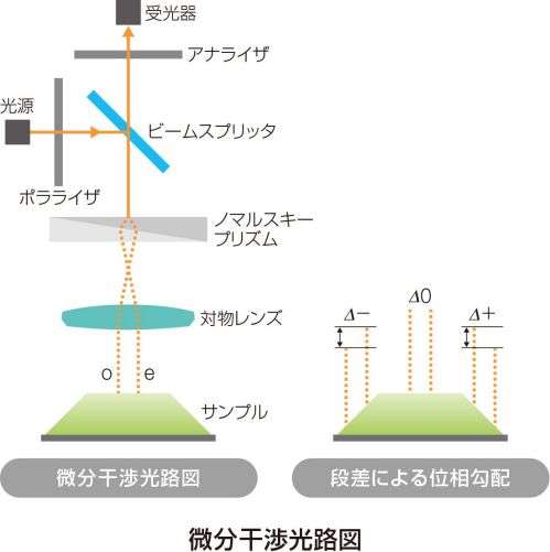 微分干渉光路図